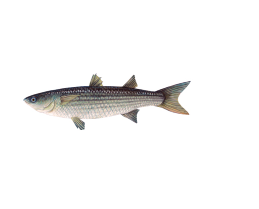 [1857] SILVER MULLET / മാലാൻ (M)